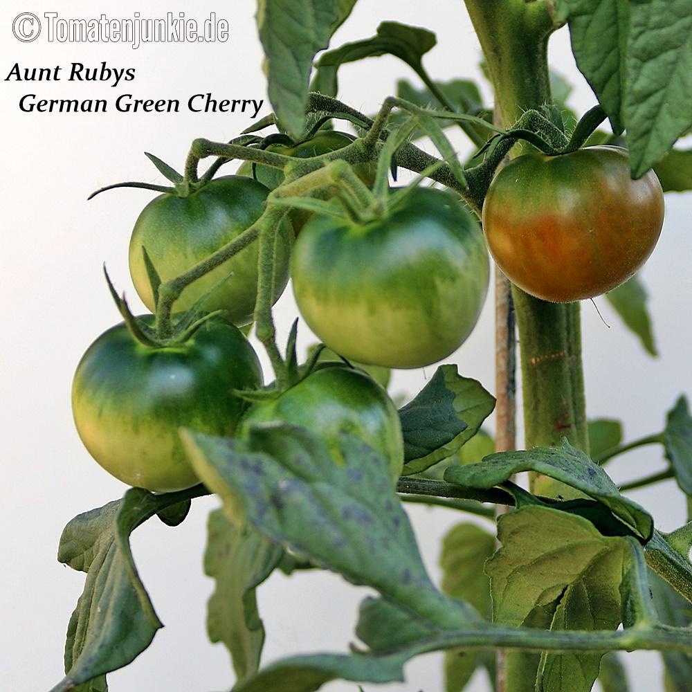 Aunt Ruby’s German Green Cherry – Bild 3