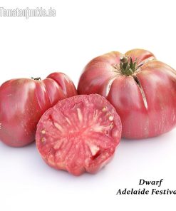 Dwarf Adelaide Festival