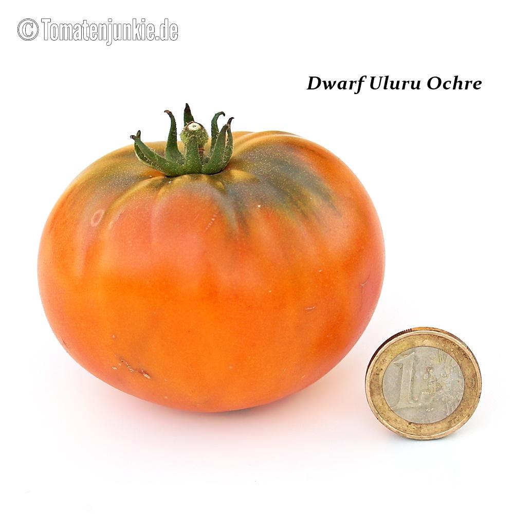 Dwarf Uluru Ochre – Bild 3