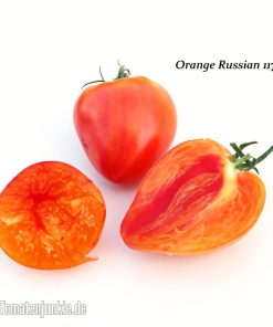 Orange Russian 117
