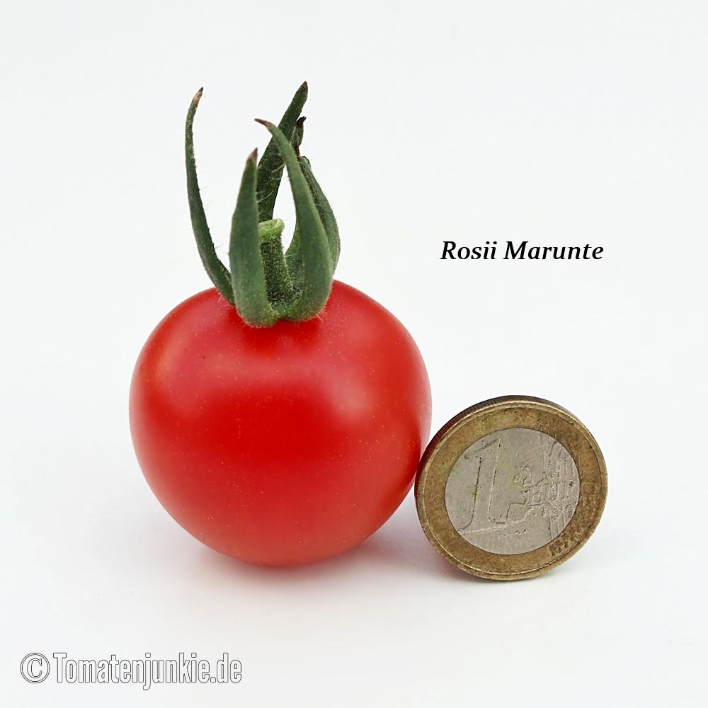 Rosii Marunte – Bild 5