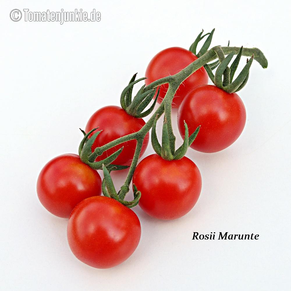 Rosii Marunte – Bild 3