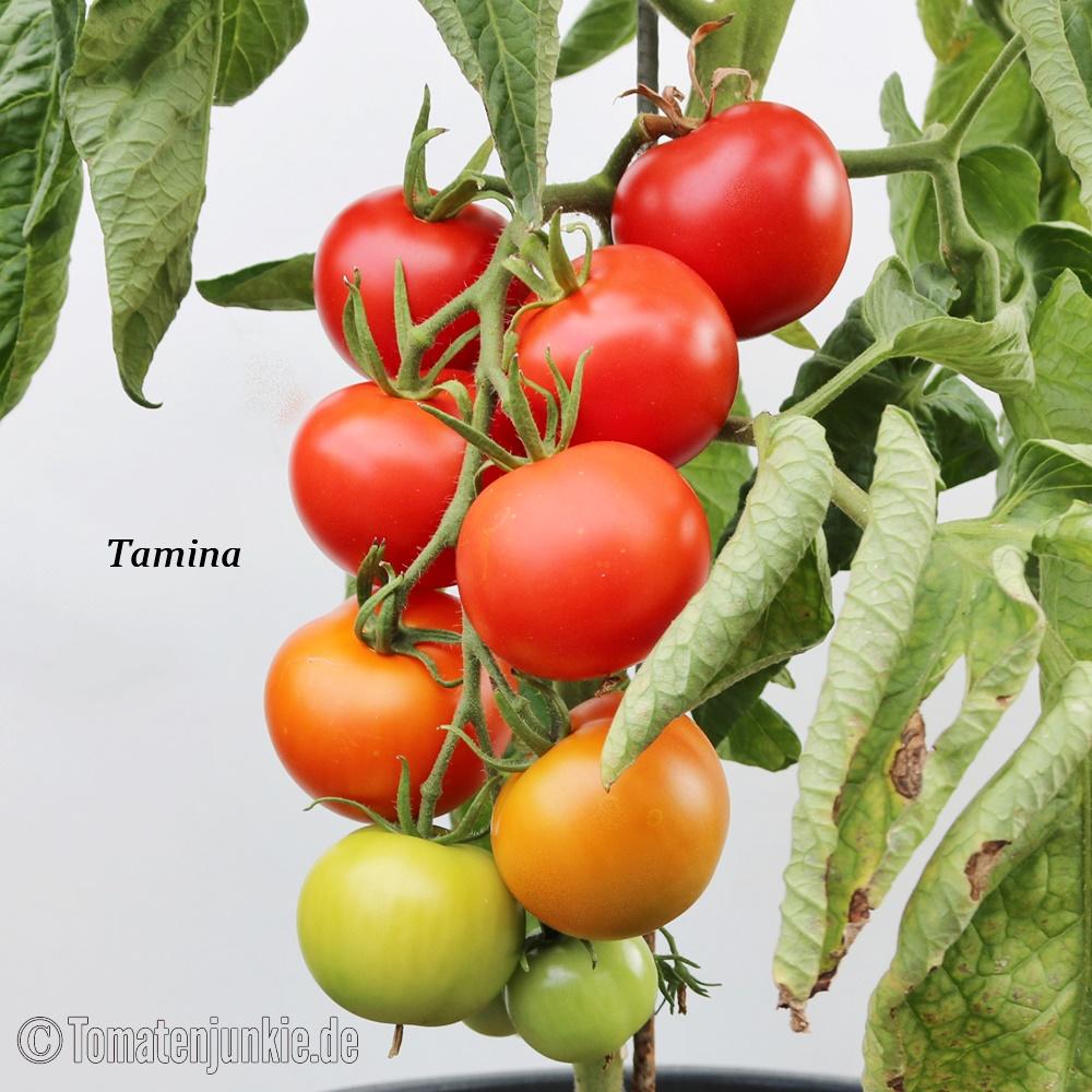 Tamina – Bild 4